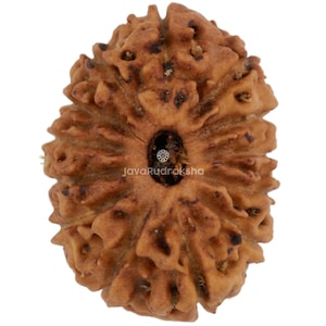 13 Mukhi Rudraksha 17.69 mm Java Bead | Grade A Medium | Genuine Natural Sacred Healing