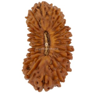 May include: A brown, textured Rudraksha bead with a natural, organic appearance. The bead has a ridged surface and a central groove. The text "JavaRudraksha" is visible at the bottom. This bead is often used in malas and other spiritual jewelry.