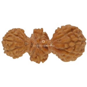 Cuenta de Rudraksha Trijuti de Java de 15,63 mm / Grado A Mediano / Raro Auténtico Natural Sanación Sagrada