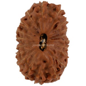 May include: Close-up of a brown Rudraksha bead with a textured surface. The bead has a natural, organic appearance with a central hole and the text "JavaRudraksha". The bead is a natural product.