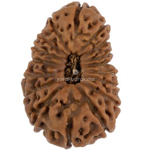 Può includere: Una perlina Rudraksha marrone con una texture naturale e organica. La perlina presenta un'apertura centrale e una serie di piccoli fori irregolari. Il testo "JavaRudraksha" è visibile.