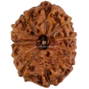 グレードA | 11面ルドラクシャ 17.36 mm ミディアムサイズ | インドネシア ジャワ産 ルース 未穴 オリジナル 天然ビーズ