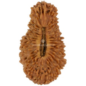 Puede incluir: Primer plano de una cuenta Rudraksha marrón y texturizada. La cuenta tiene una apariencia natural y orgánica con una ranura central y el texto "JavaRudraksha". La superficie está cubierta de pequeñas crestas irregulares.