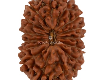 15 Mukhi Rudraksha 18,22 mm Perline di Giava / Grado A Medio / Guarigione Sacra Naturale Autentica