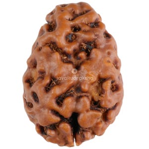 May include: A brown, oval-shaped Rudraksha bead with intricate patterns and a dark brown colour. The bead has a smooth, polished surface and is a popular item in Hinduism.