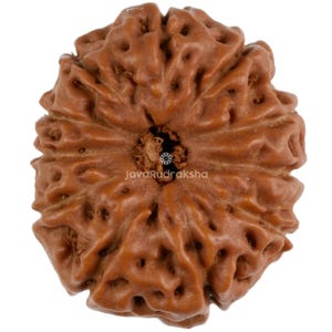 以下が含まれることがあります： 10本の隆起と中央に穴のある、丸い茶色のルドラクシャビーズ。ビーズは天然素材で、表面はざらざらしています。ビーズには「JavaRudraksha」と印刷されています。