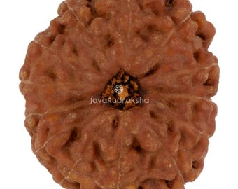 13 Mukhi Rudraksha 21.54 mm Java Bead | Grade A Large | Genuine Natural Sacred Healing