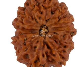 13 Mukhi Rudraksha 21.40 mm Java Bead | Grade A Large | Genuine Natural Sacred Healing