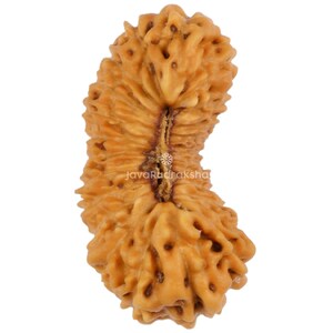 Op de afbeelding: Close-up van een bruine, getextureerde Rudraksha-kraal. De kraal heeft een unieke, organische vorm met meerdere ribbels en een centrale groef. Het oppervlak heeft een warme, aardse bruine kleur, met een licht ruwe textuur. De tekst "JavaRudraksha" is zichtbaar.
