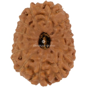 14 Mukhi Rudraksha 19.84 mm Java Bead | Grade A Large | Genuine Natural Sacred Healing
