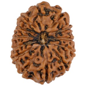 Puede incluir: Un grano de Rudraksha marrón con intrincados patrones y un centro oscuro. El grano tiene forma ovalada y una superficie lisa y pulida.