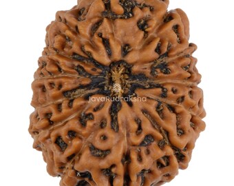 Grado A / 13 Mukhi Rudraksha 21,75 mm di grandi dimensioni / Giava Indonesia Perlina naturale originale autentica sciolta non forata