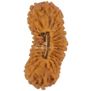 28 Mukhi Rudraksha 15.26 mm Java Bead | Grade A Medium | Genuine Natural Sacred Healing