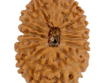 16 Mukhi Rudraksha 18,02 mm Perline di Giava / Grado A Medio / Guarigione Sacra Naturale Autentica