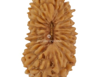 21 Mukhi Rudraksha 12.25 mm Java Bead | Grade A Small | Genuine Natural Sacred Healing