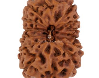 14 Mukhi Rudraksha 22.72 mm Java Bead | Grade A Collector | Genuine Natural Sacred Healing