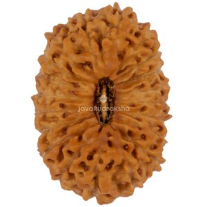 20 Mukhi Rudraksha 22.43 mm Java Bead | Grade A Collector | Genuine Natural Sacred Healing