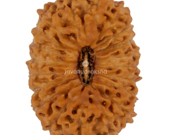 Rudraksha de 20 caras, 22,43 mm, cuenta de Java / Grado A, Coleccionista / Auténtica sanación sagrada natural