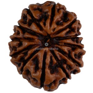 Puede incluir: Primer plano de una semilla marrón con una superficie texturizada y acanalada. La semilla tiene un aspecto natural y orgánico. El texto "JavaRudraksha" es visible en el centro inferior de la imagen.