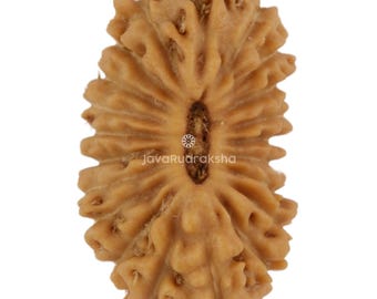 21 Mukhi Rudraksha 11.95 mm Java Bead | Grade A Small | Genuine Natural Sacred Healing