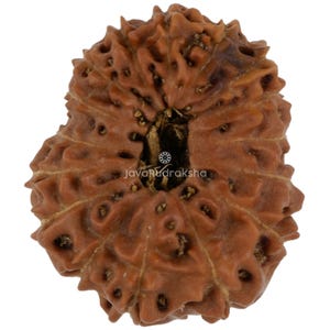 Rudraksha de 16 Mukhi, 21,335 mm, cuenta de Java / Grado B, grande / Auténtica, natural, con propiedades curativas sagradas
