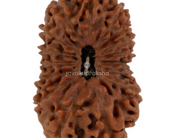 Rudraksha 17 Mukhi 23,55 mm Perla Java / Collezionista di Grado B / Autentico Sacro Naturale Curativo