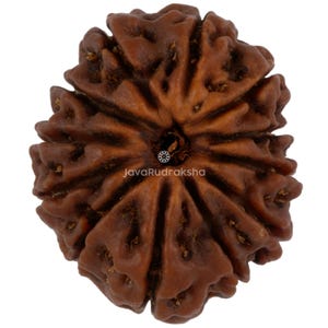 Peut inclure: Une graine organique ronde et brune avec une surface multi-facettes profondément texturée, présentant des crêtes et des rainures verticales distinctes rayonnant à partir d'un trou central. Le texte JavaRudraksha est imprimé en blanc au centre.
