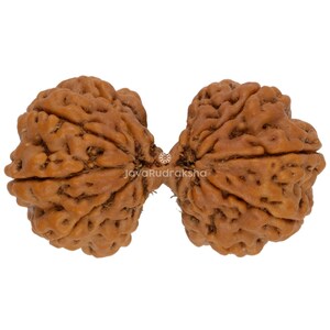 以下が含まれることがあります： 中央で接続された2つの茶色のルドラークシャビーズ。ビーズは、隆起と溝のあるテクスチャ加工された表面を持っています。画像は白い背景に設定されています。「JavaRudraksha」のテキストが表示されます。