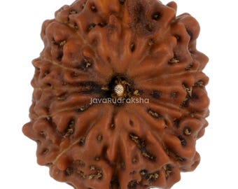 11 Mukhi Rudraksha 17.62 mm Java Bead | Grade A Medium | Genuine Natural Sacred Healing