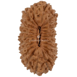 May include: Close-up of a brown, textured Rudraksha bead. The bead has a natural, organic shape with ridges and a central groove. The text "JavaRudraksha" is printed on the bead.