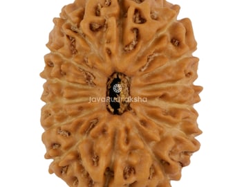 14 Mukhi Rudraksha 22,18 mm Perline di Giava / Grado A da collezione / Autentica guarigione sacra naturale