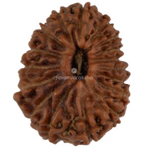 May include: Close-up of a brown, textured Rudraksha bead. The bead has a natural, organic appearance with ridges and a central indentation. The text "JavaRudraksha" is visible at the bottom. This item is likely used for meditation or spiritual practices.