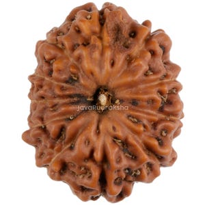 May include: A brown, round, and textured Rudraksha bead with a small hole in the centre. The bead has a natural, earthy appearance.