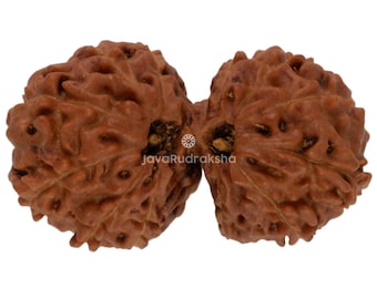 Gauri Shankar 14 Mukhi Rudraksha 24.09 mm Java Bead | Grade A Large | Genuine Natural Sacred Healing
