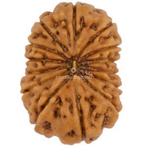 14 Mukhi Rudraksha 19.32 mm Java Bead | Grade A Large | Genuine Natural Sacred Healing