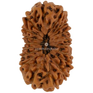 May include: Close-up of a brown, textured Rudraksha bead. The bead has a natural, organic appearance with a series of ridges and grooves. The text "JavaRudraksha" is printed on the bead. The bead is a natural product.