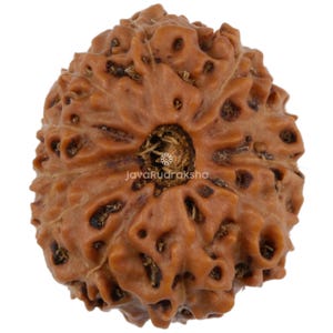 以下が含まれることがあります： 茶色のルドゥラークシャビーズのクローズアップ。表面は質感があり、中央に穴があります。ビーズは自然で有機的な外観で、ざらざらとした不均一な質感です。「JavaRudraksha」の文字がビーズに印刷されています。