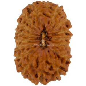 17 Mukhi Rudraksha 20.84 mm Java Bead | Grade A Large | Genuine Natural Sacred Healing