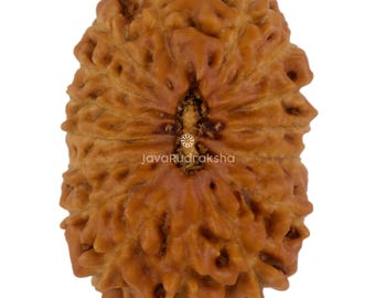 17 Mukhi Rudraksha 20.84 mm Java Bead | Grade A Large | Genuine Natural Sacred Healing