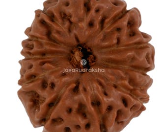 11 Mukhi Rudraksha 17.05 mm Java Bead | Grade A Medium | Genuine Natural Sacred Healing
