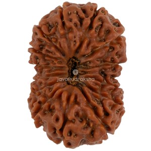 以下が含まれることがあります： 茶色のルドゥラークシャビーズのクローズアップ。表面は質感があり、自然で有機的な外観で、一連の隆起とくぼみがあります。「JavaRudraksha」の文字が見えます。瞑想や精神的な実践でよく使用されるアイテムです。