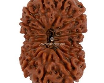 15 Mukhi Rudraksha 25.05 mm Java Bead | Grade A Super Collector | Genuine Natural Sacred Healing