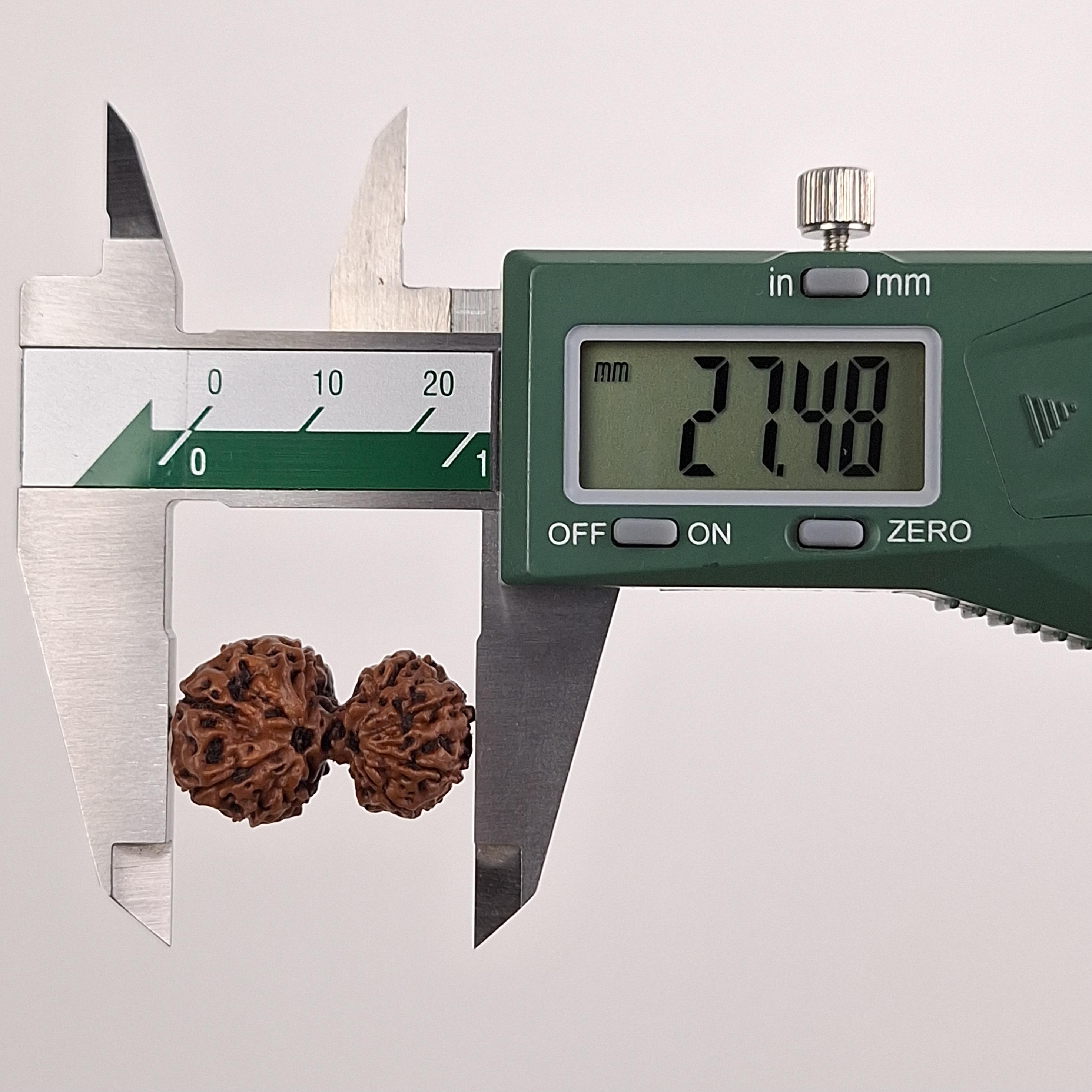 グレード A | ガウリ シャンカール 13 面ルドラクシャ 27.48 mm