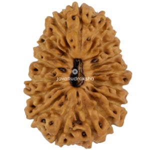 Può includere: Primo piano di una perla Rudraksha marrone con una superficie strutturata. La perla ha un aspetto naturale e organico con creste e scanalature. Il testo "JavaRudraksha" è visibile sulla perla.