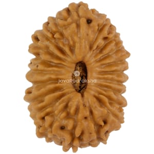 21 Mukhi Rudraksha 15.27 mm Java Bead | Grade A Medium | Genuine Natural Sacred Healing