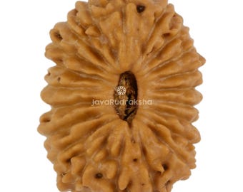 21 Mukhi Rudraksha 15.27 mm Java Bead | Grade A Medium | Genuine Natural Sacred Healing