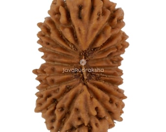 Rudraksha 20 Mukhi da 15,59 mm, perla di Giava / Grado A, media / Autentica pietra sacra naturale per la guarigione.