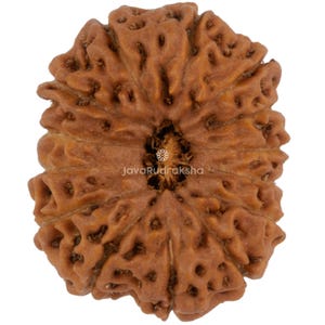 14 Mukhi Rudraksha 18.85 mm Java Bead | Grade A Medium | Genuine Natural Sacred Healing