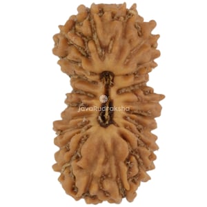 21 Mukhi Rudraksha 12.10 mm Java Bead | Grade A Small | Genuine Natural Sacred Healing