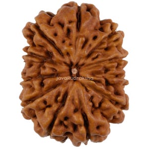 以下が含まれることがあります： 自然な質感の表面を持つ、茶色の8面体ルドラクシャビーズ。ビーズには中央の目があり、ヒンドゥー教で人気のあるアイテムです。